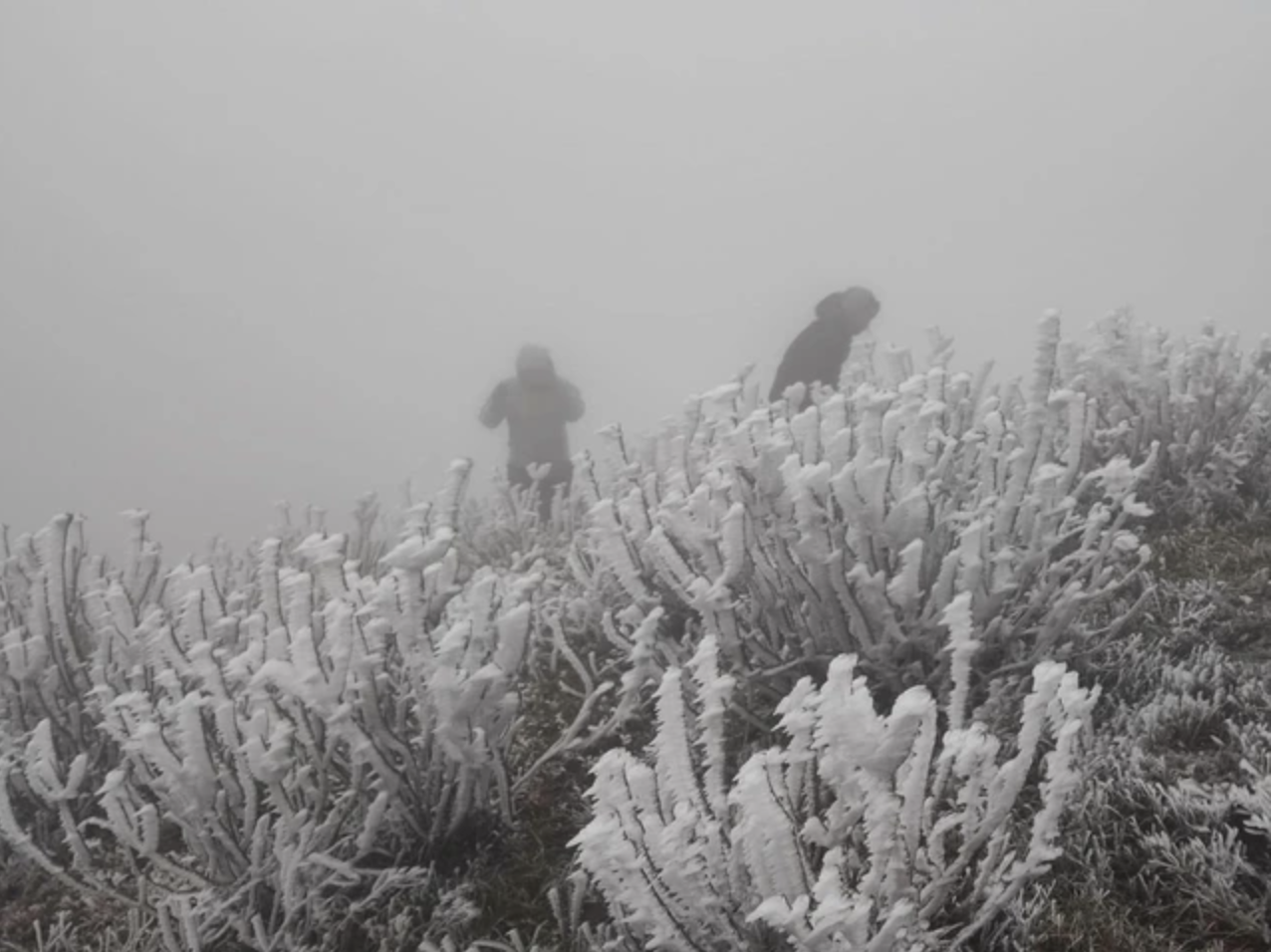 Băng tuyết bám dày trên các cây, cỏ, lối đi trên đỉnh Mẫu Sơn.