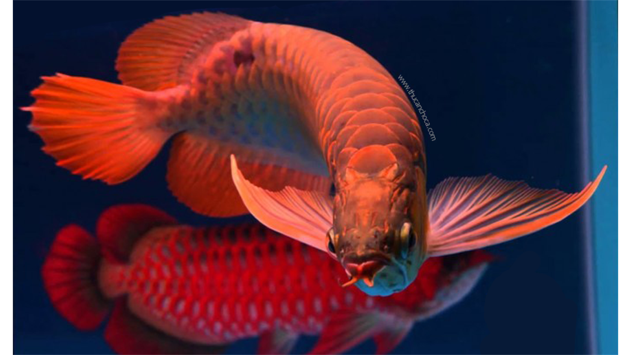Cá rồng bố chịu trách nhiệm ấp trứng trong… miệng. Đám cá con sau khi chào đời vẫn có thể chạy về, chui vào trong cái miệng của cá bố mỗi khi gặp nguy hiểm.
