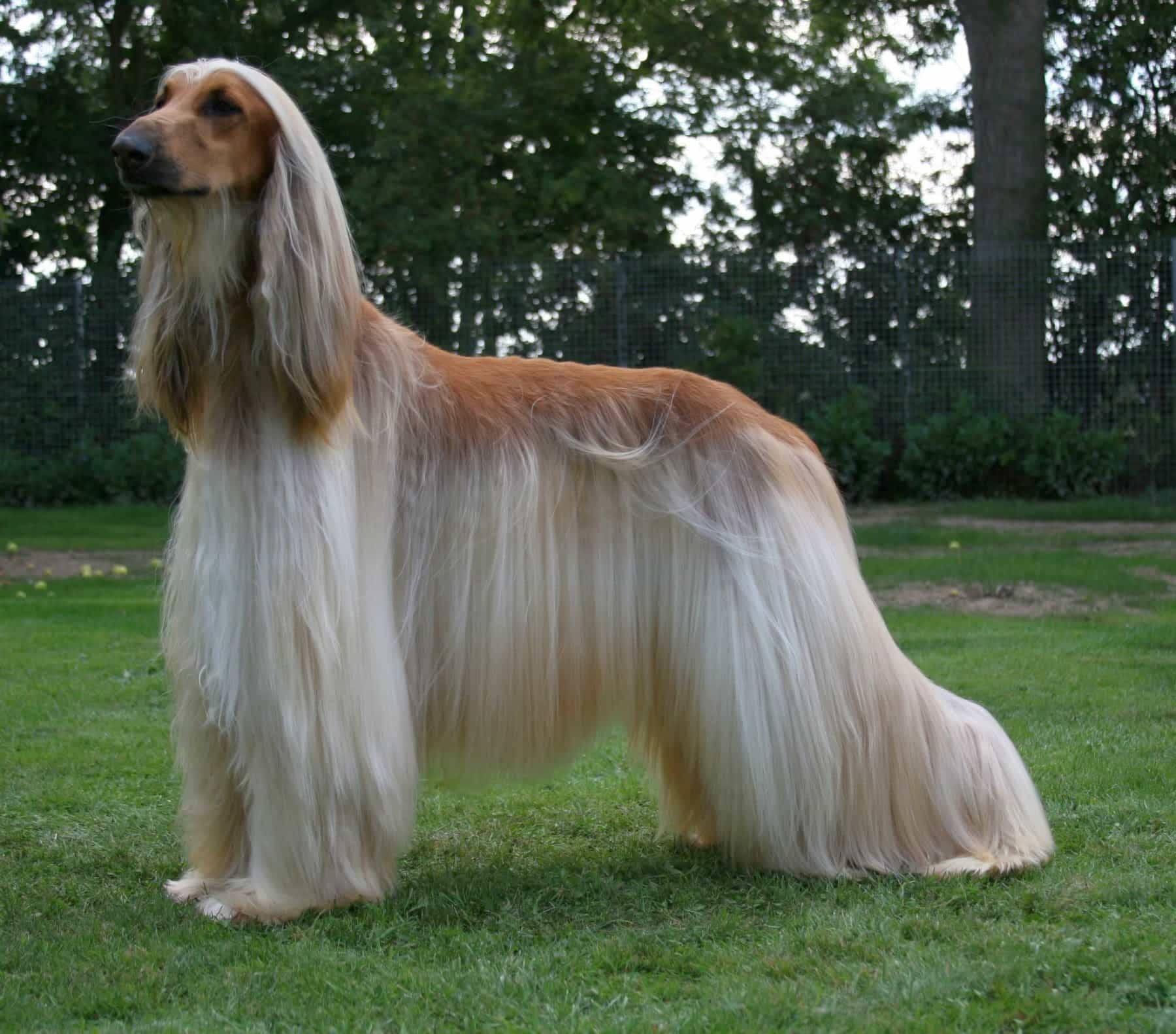 Sở hữu bộ lông mềm mại trải dài như
thác nước, những chú chó Afghan khiến bất kỳ
ai cũng phải thích thú khi ngắm nhìn chúng.