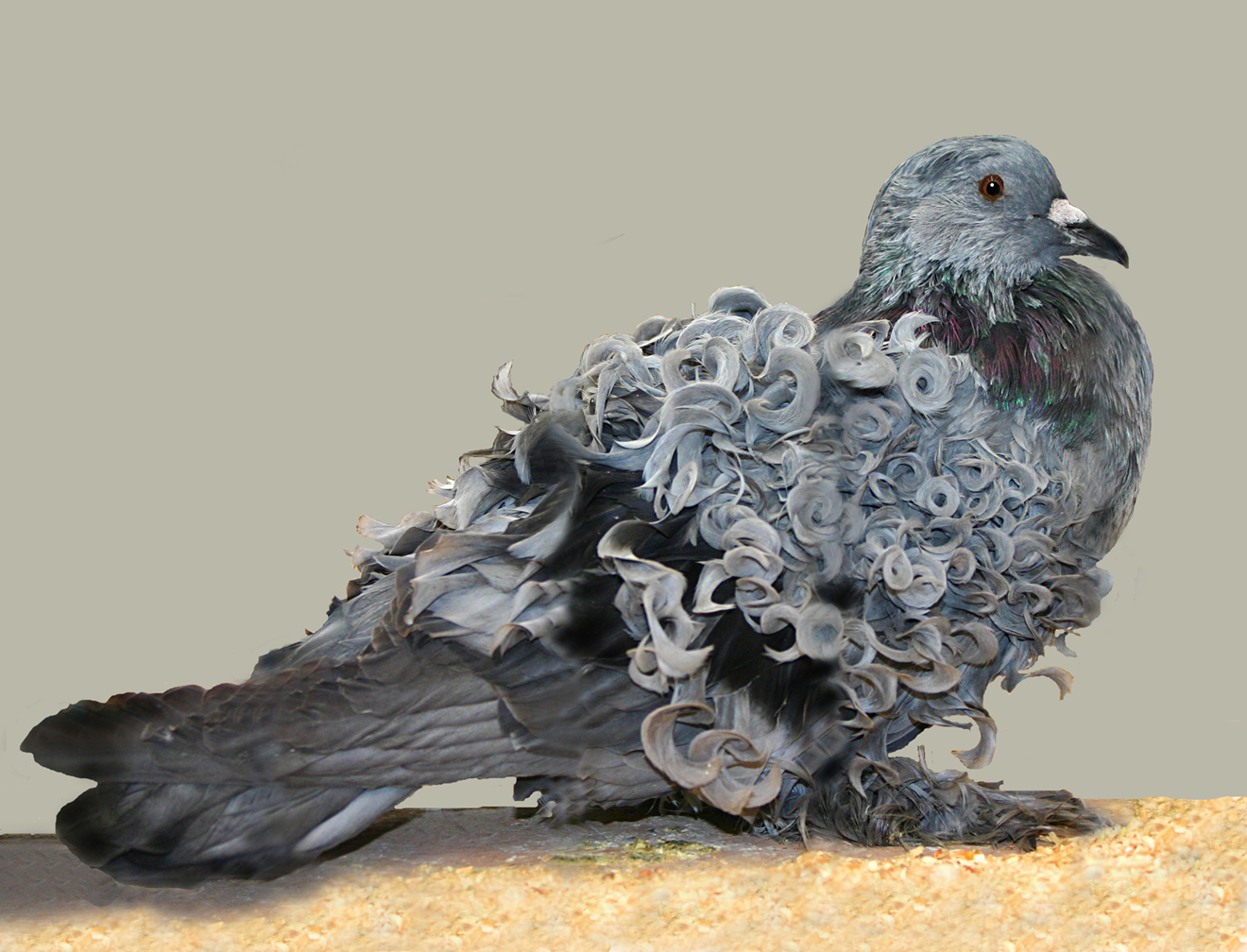 Những lọn lông xoăn trên thân chú
chim bồ câu Frillback khiến người ta dễ liên
tưởng đến những bông hoa.