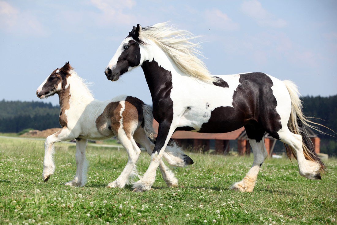 Ngựa Gypsy Vanner trông vô cùng
điệu đà với lông bờm và phần lông dài ở chân, bắt đầu từ gối trở xuống.