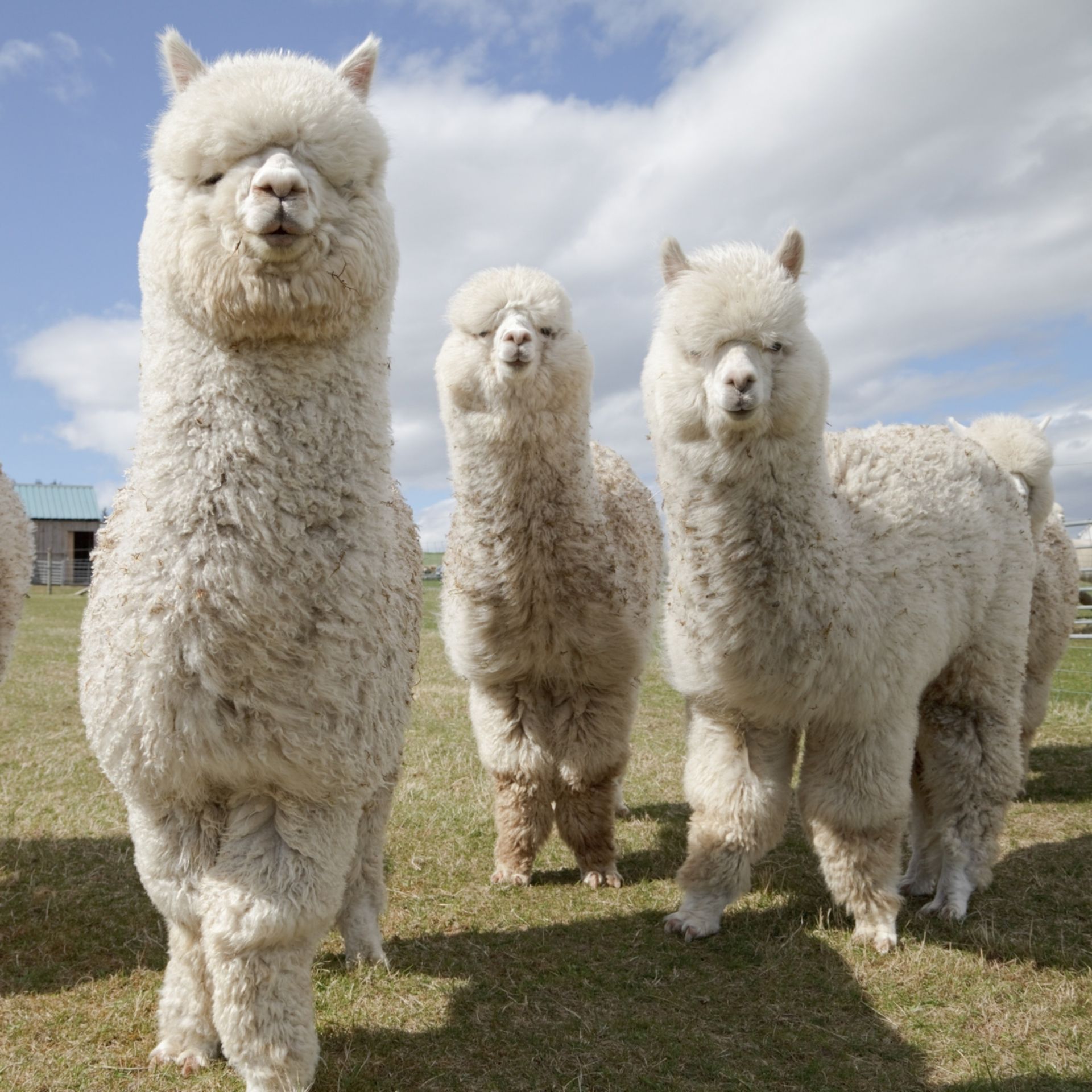 Lạc đà Alpaca có bộ lông rất dày, dài
ra liên tục, giúp chúng thích nghi với điều kiện
khí hậu lạnh giá.