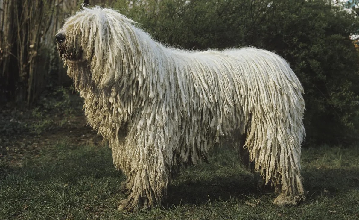 Lông của chó Komondor rất mềm,
mượt và xoăn tự nhiên.