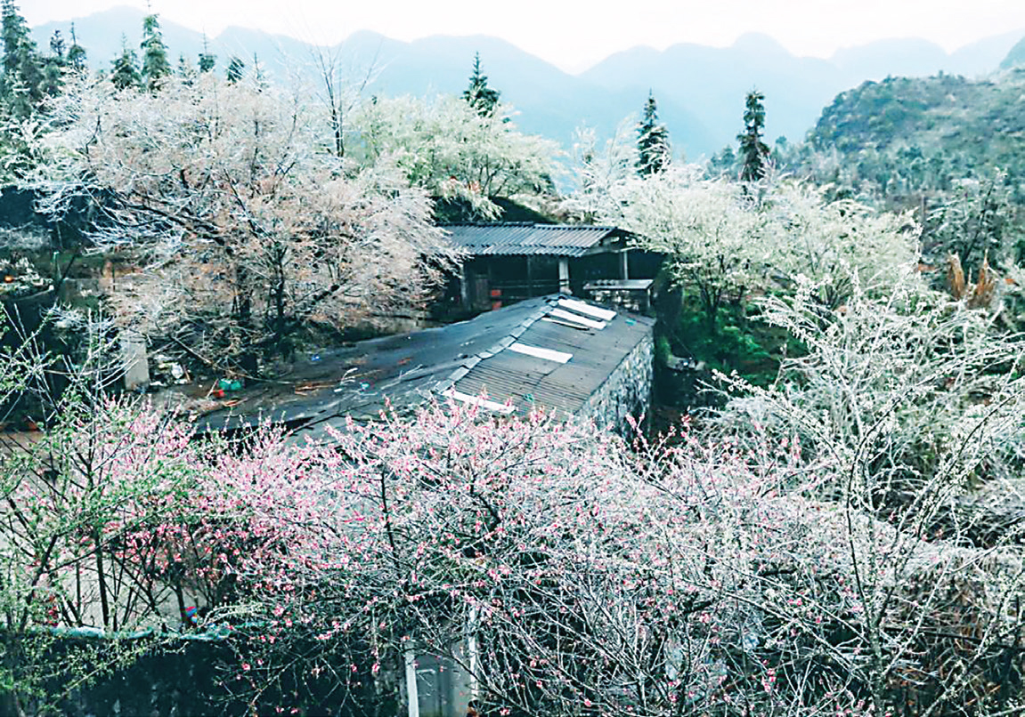 Một nếp nhà ở Lao Xa giữa rực rỡ hoa đào và hoa mận.