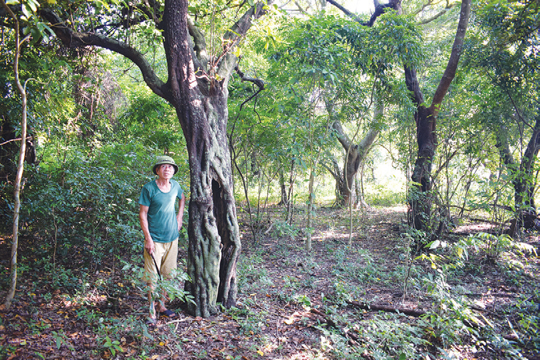 Chú “Robinson” Lê Quý Lộc bên những gốc cây to trong rừng.