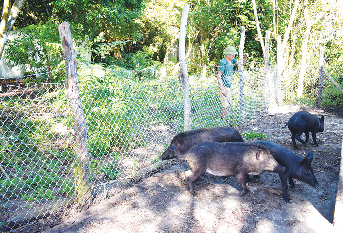 Lợn rừng do chú Lộc thả nuôi một thời gian rồi lại bắt về.