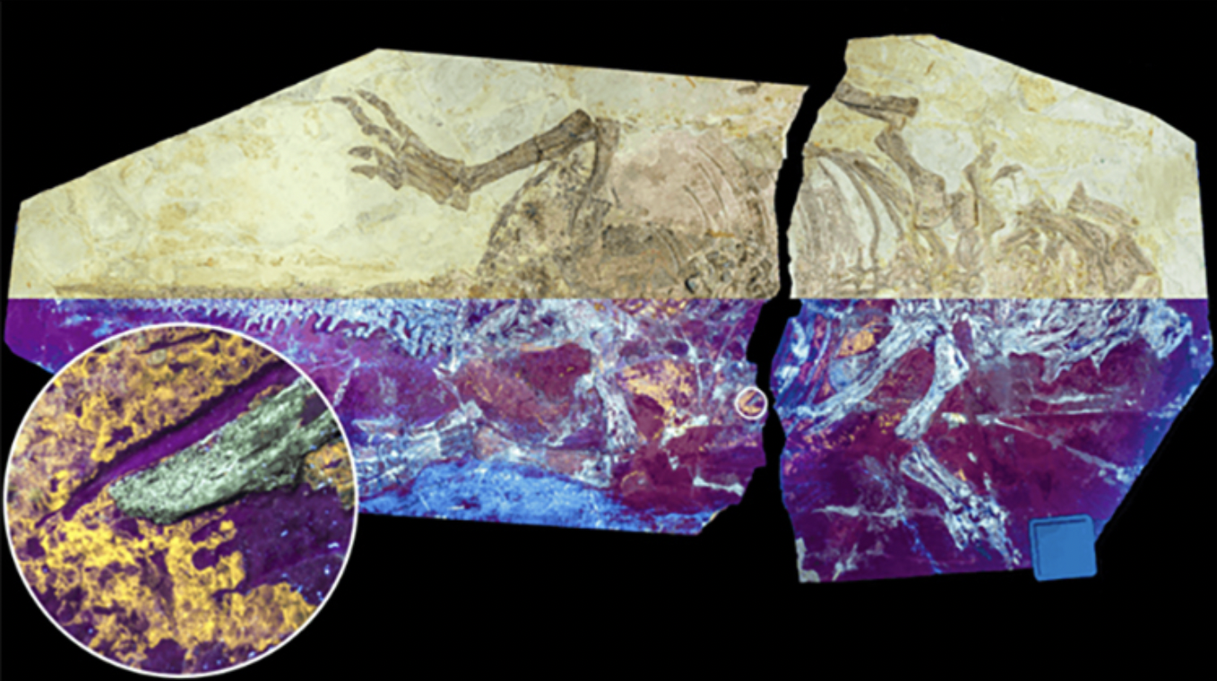 Mẫu da hóa thạch của khủng long dưới tia UV.