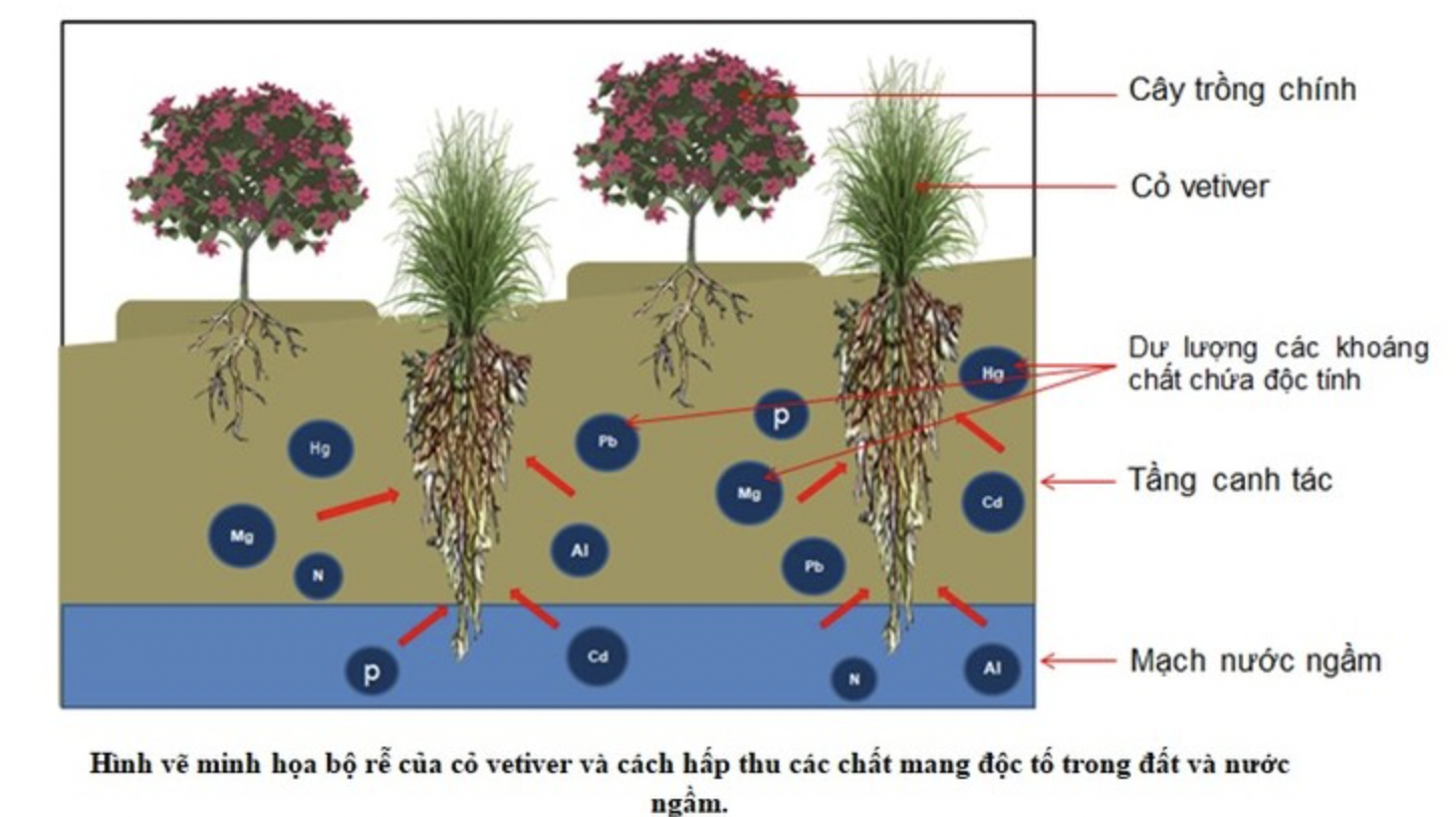 Cỏ vetiver có khả năng hút độc chất trong đất, phòng ngừa xói mòn đất. 