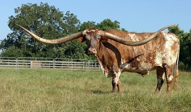 Chiều dài cặp sừng của Poncho lên tới 3,2 mét