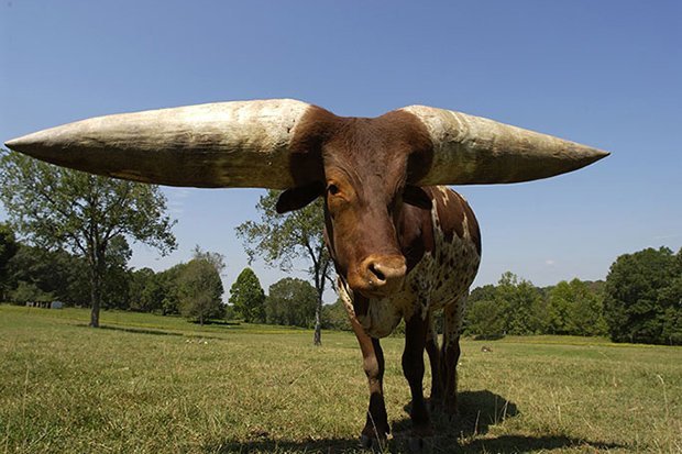 Poncho trở thành chú bò có cặp sừng dài nhất thế giới