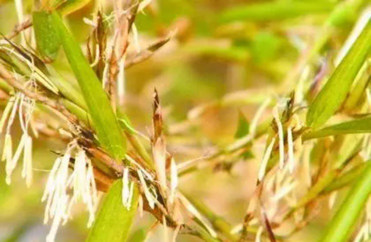 Kỳ tích: Lúa mọc trên thân tre, tạo ra loại gạo quý giá