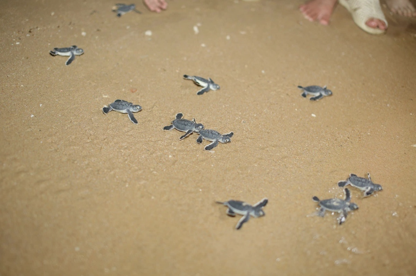 17 rùa con quý hiếm chào đời trên biển Quy Nhơn