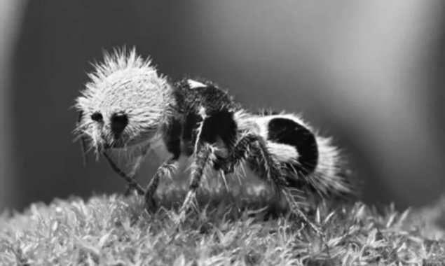 Lạ mắt ong bắp cày có hình dáng giống gấu trúc