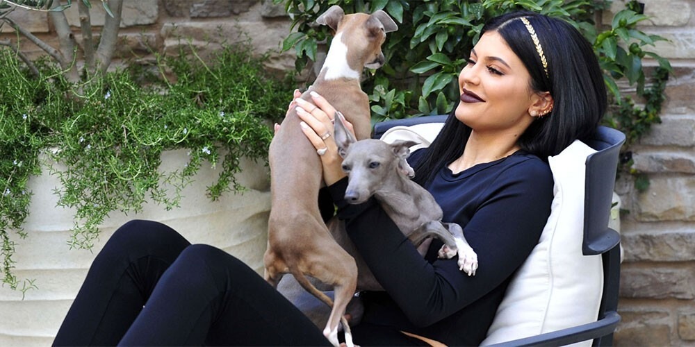 Chú chó Kevin của Kylie Jenner: Siêu mẫu Kylie Jenner đặt tên cho cún cưng là Kevin từ chữ ‘K’ trong Kylie. Kevin thường xuyên xuất hiện trên Instagram của Kylie Jenner, được chị âu yếm gọi là “Con trai cưng!”