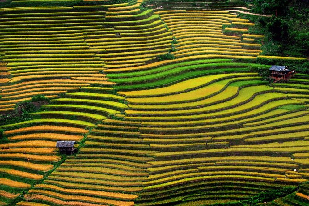 Ruộng bậc thang, Việt Nam: Việt Nam, một trong những đất nước xuất khẩu gạo lớn trên thế giới, sở hữu những cánh đồng lúa rộng bạt ngàn. Trong đó, những thửa ruộng bậc thang ở các vùng đồi, núi phía Bắc sẽ là một trong những cảnh quan với màu xanh nổi bật nhất thế giới.