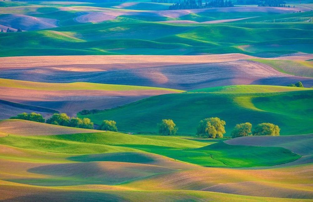 Palouse, Washington, Mỹ: Nằm phía nam của Spokane, Palouse là khu vực nông nghiệp, chủ yếu sản xuất lúa mì và các loại đậu. Đây được xem là vùng đất có những thảm cỏ đa sắc đẹp tựa tranh sơn mài. Những cồn cát do phù sa bồi đắp là đặc trưng của Palouse. Diện tích đất đai bằng phẳng ở đây rất hiếm, chủ yếu là địa hình sườn dốc.