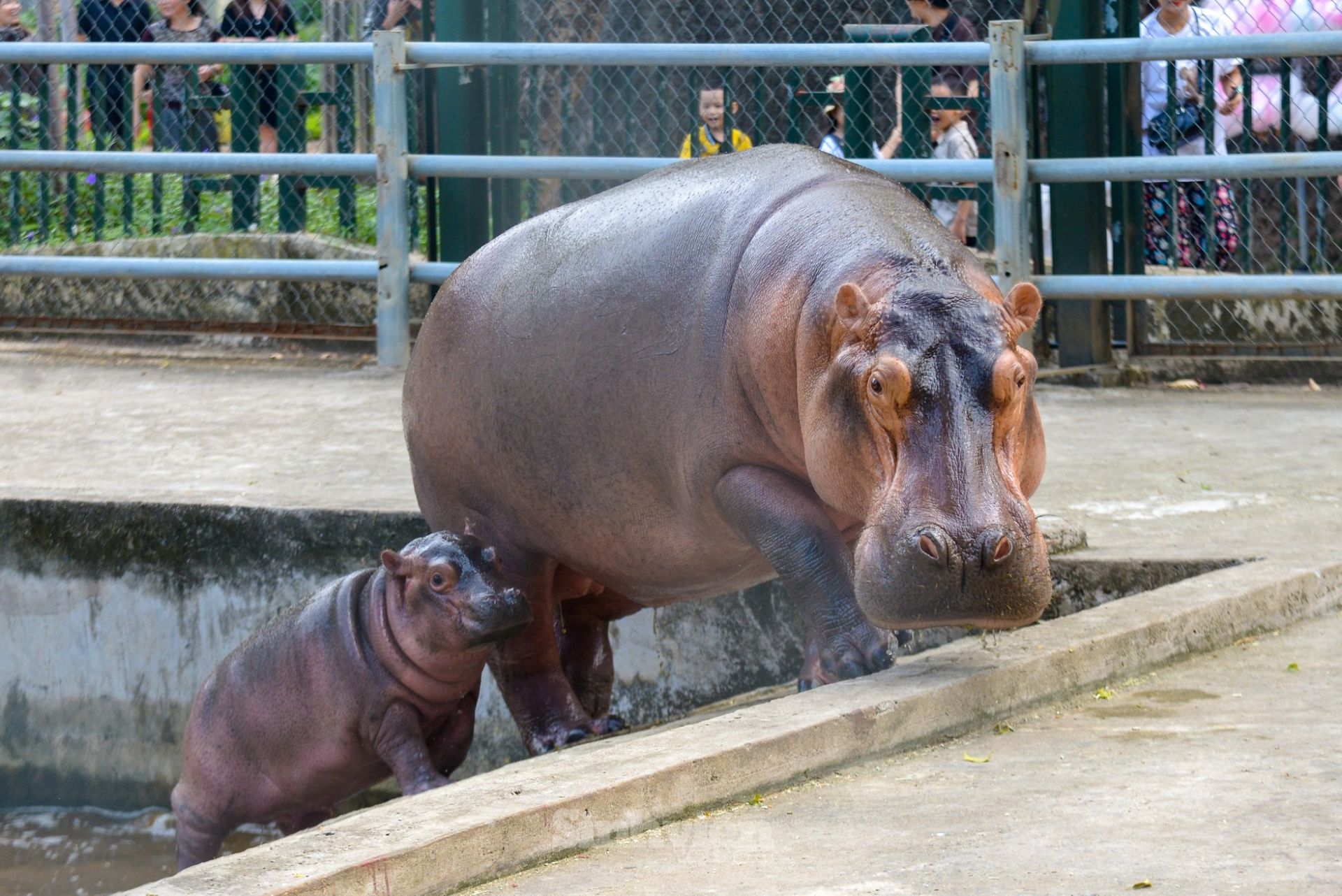 Cảnh hà mã baby lũn cũn chạy theo mẹ
dưới nước khiến các bạn nhỏ
và cả người lớn thích thú vô cùng