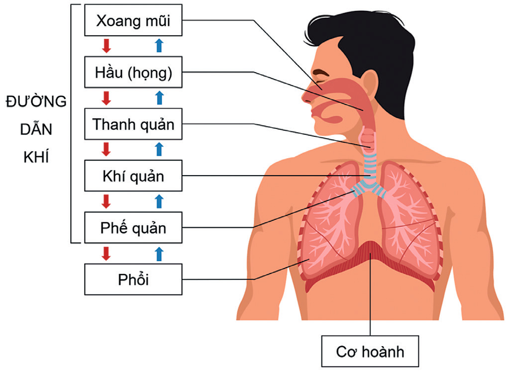 Các cơ quan trong hệ hô hấp của chúng ta