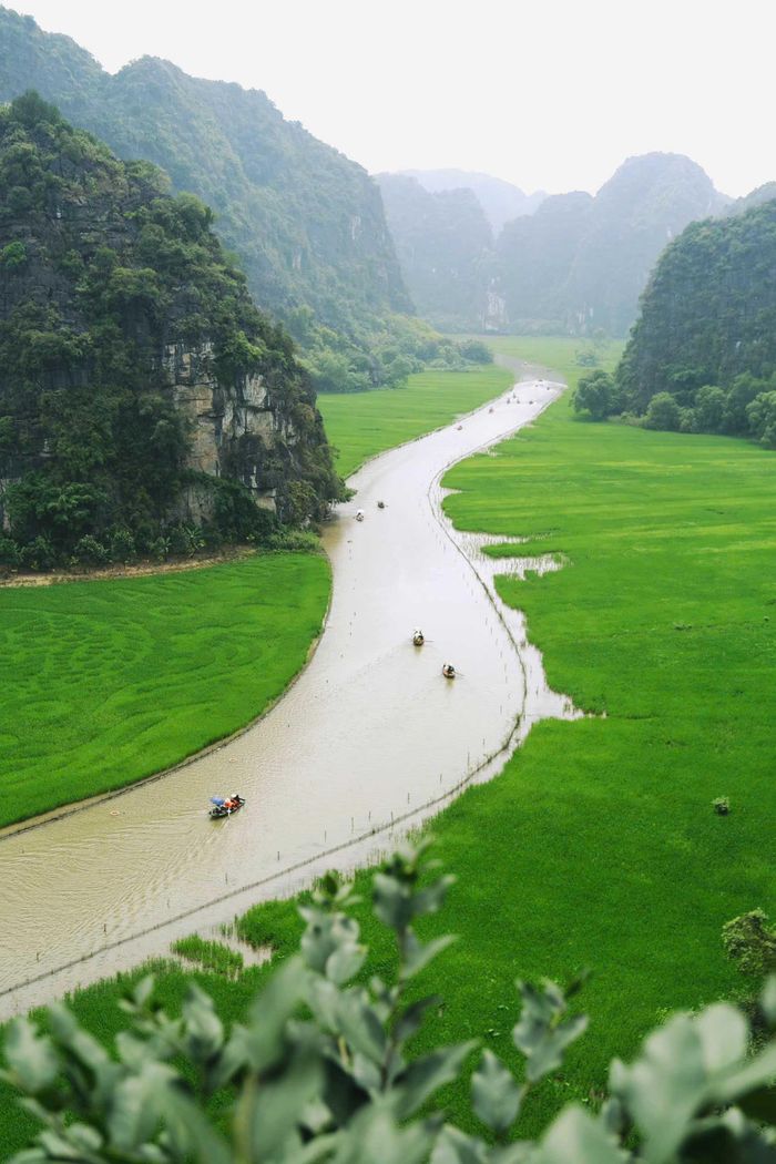 Giống lúa Thái Xuyên, với đặc điểm cây cứng, chống chịu sâu bệnh tốt, phù hợp với thổ nhưỡng địa phương, tiếp tục được gieo trồng để thực hiện đúng ý tưởng nghệ thuật của bức tranh.