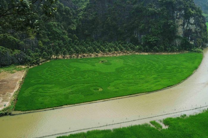 Trong đó, nổi bật là bức tranh lúa "Cá vượt vũ môn" trên cánh đồng, gửi gắm khát vọng và tinh thần vươn lên đạt được những thành tựu rực rỡ, đồng thời tạo điểm nhấn để thu hút du khách