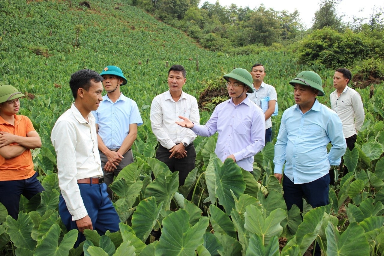 Trồng khoai sọ nương ở huyện Trạm Tấu