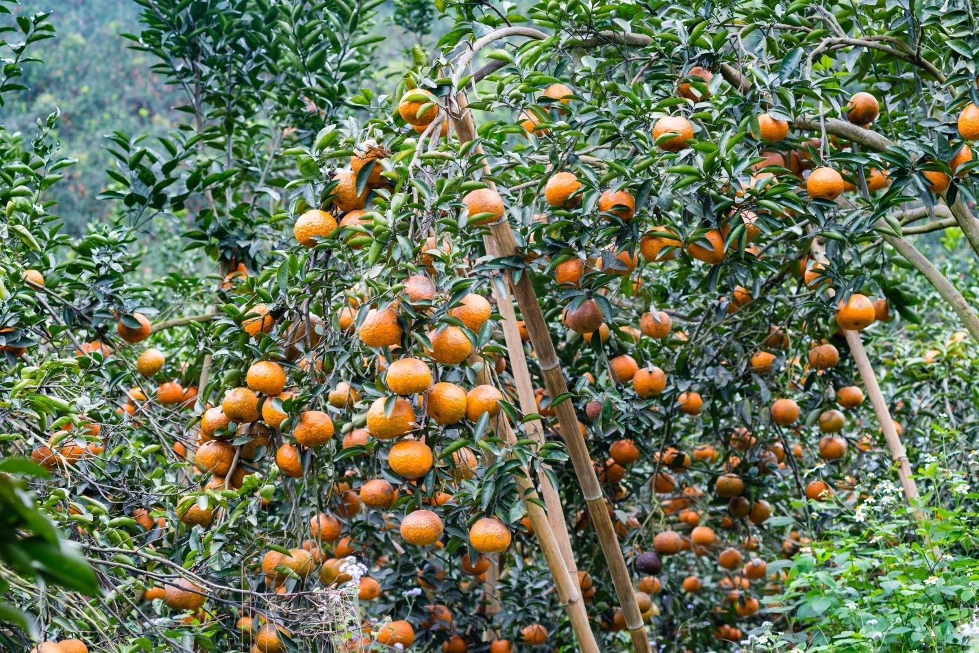 Truyền thông giúp quảng bá các sản phẩm nông sản địa phương Truyền thông giúp quảng bá các sản phẩm nông sản địa phương