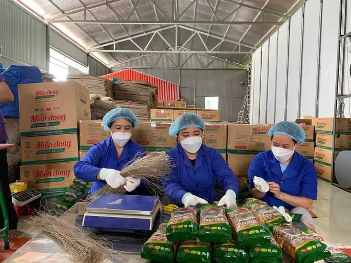 Sản xuất miến dong ở HTX Tài Hoan Sản xuất miến dong ở HTX Tài Hoan