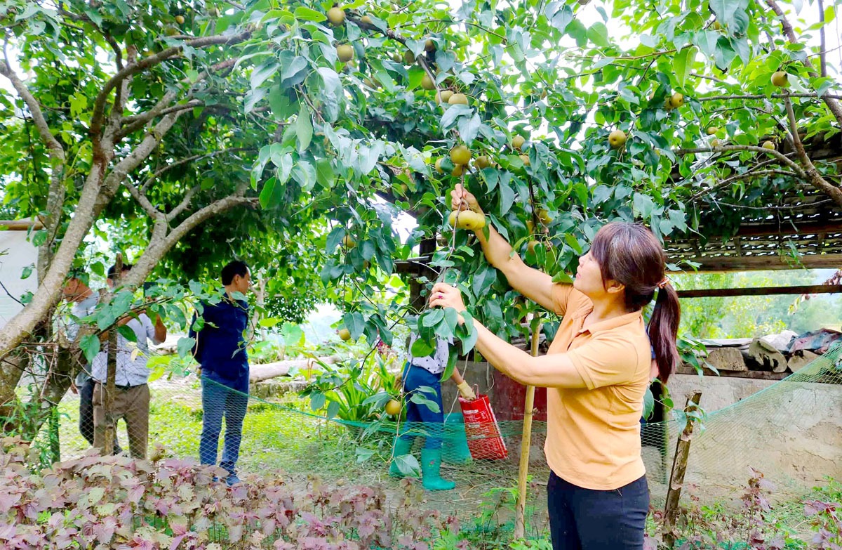 Mô hình trồng cây ăn quả ở Hoàng Su Phì