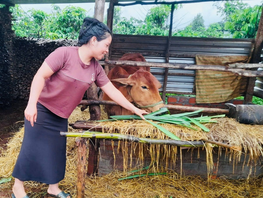 Chị Tuynh (làng Bông, xã Hà Bầu, huyện Đak Đoa) chăm sóc bò được hỗ trợ.