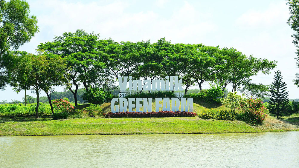 Nói nơi này là “resort” cho bò sữa cũng không quá. Không tận dụng tối đa diện tích đất để tăng đàn, Vinamilk hào phóng giữ lại 9 hồ nước nằm xen kẽ với mảng xanh để dự trữ, lưu thông tuần hoàn nước và đồng thời đóng vai trò như những “máy điều hòa, cấp ẩm” giúp không khí luôn mát mẻ, dễ chịu cho đàn bò sữa, vốn là loài hợp với khí hậu ôn đới.