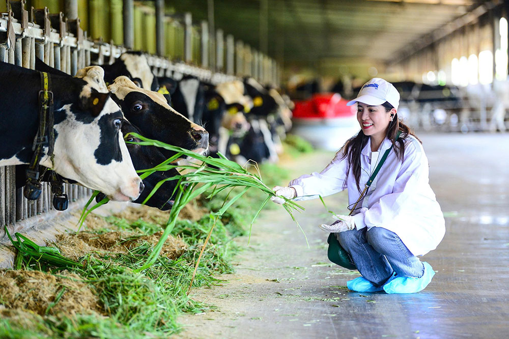 Vinamilk có thể định dạnh từng cá thể bò nhờ vào chip điện tử để theo dõi sức khỏe, hoạt động và thiết kế các chế độ chăm sóc phù hợp. Thức ăn cũng được quản lý bằng phần mềm, căn chỉnh khẩu phần theo độ tuổi, tình trạng và phối trộn hơn 20 loại hạt, cỏ... nhiều dinh dưỡng. Robot sẵn sàng phục vụ thức ăn và phát nhạc thư giãn, máy massage tự động “gãi ngứa” khi bò đến gần…