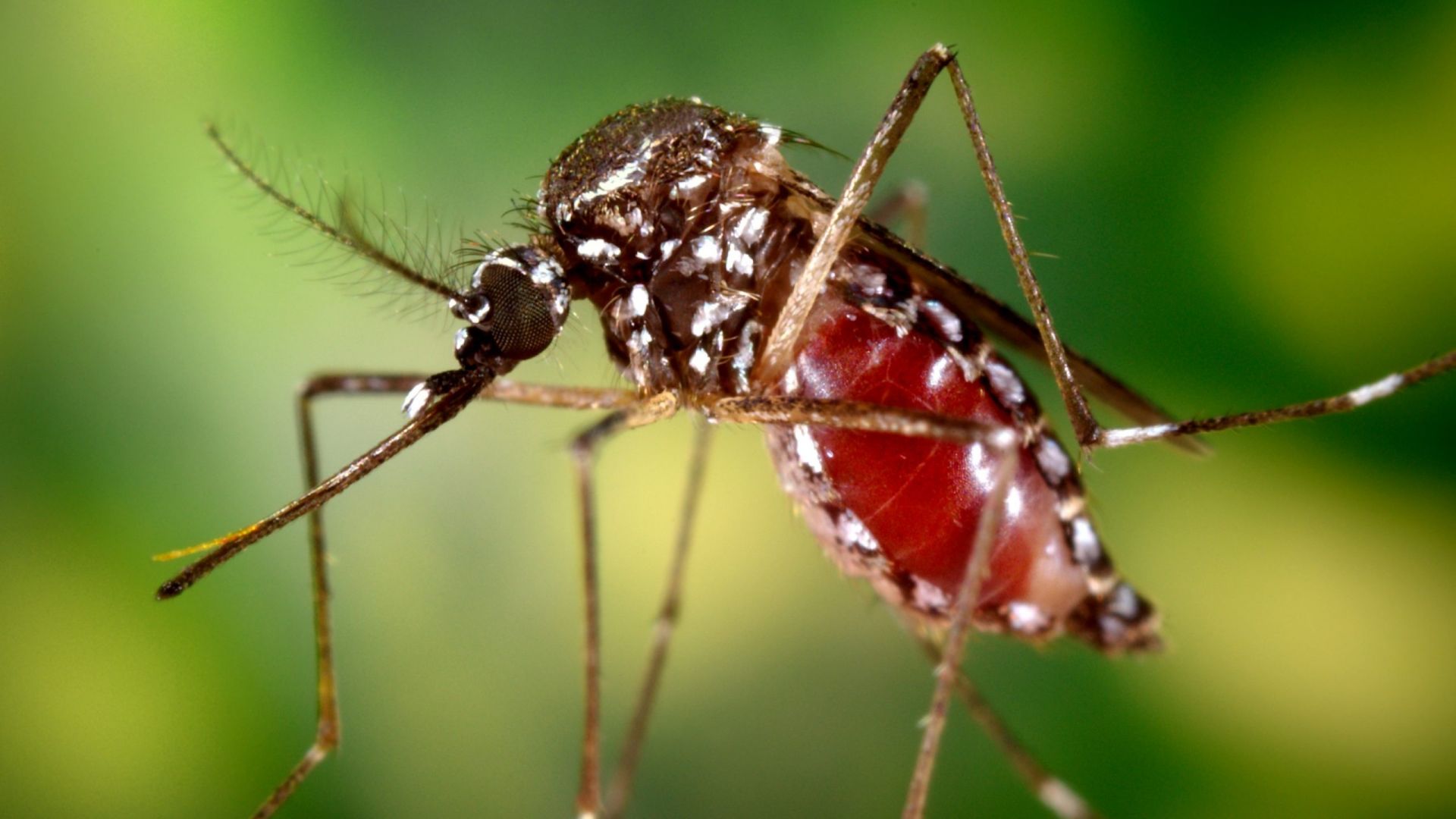 Muỗi vằn là nguồn lây bệnh chikungunya Muỗi vằn là nguồn lây bệnh chikungunya