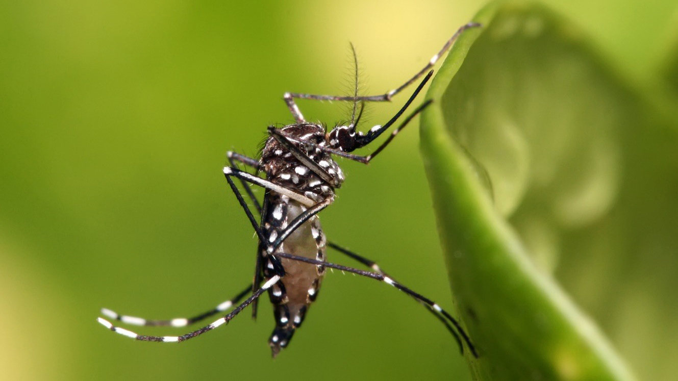 Bộ Y tế bác tin Việt Nam có ca mắc bệnh Chikungunya