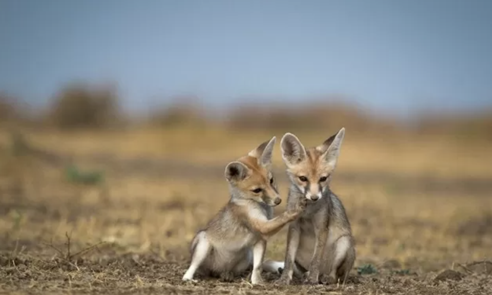 Cáo Fennec có bộ lông màu cát giúp chúng ít bị chú ý trong quá trình ra khỏi nơi trú ẩn để tìm kiếm thức ăn.