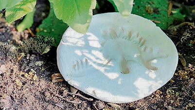 Khéo tay truy tìm khủng long hóa thạch