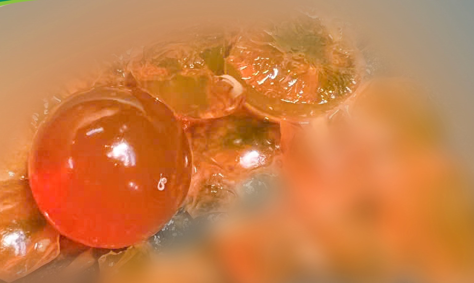 Hạt nở được lấy ra sau ca phẫu thuật.