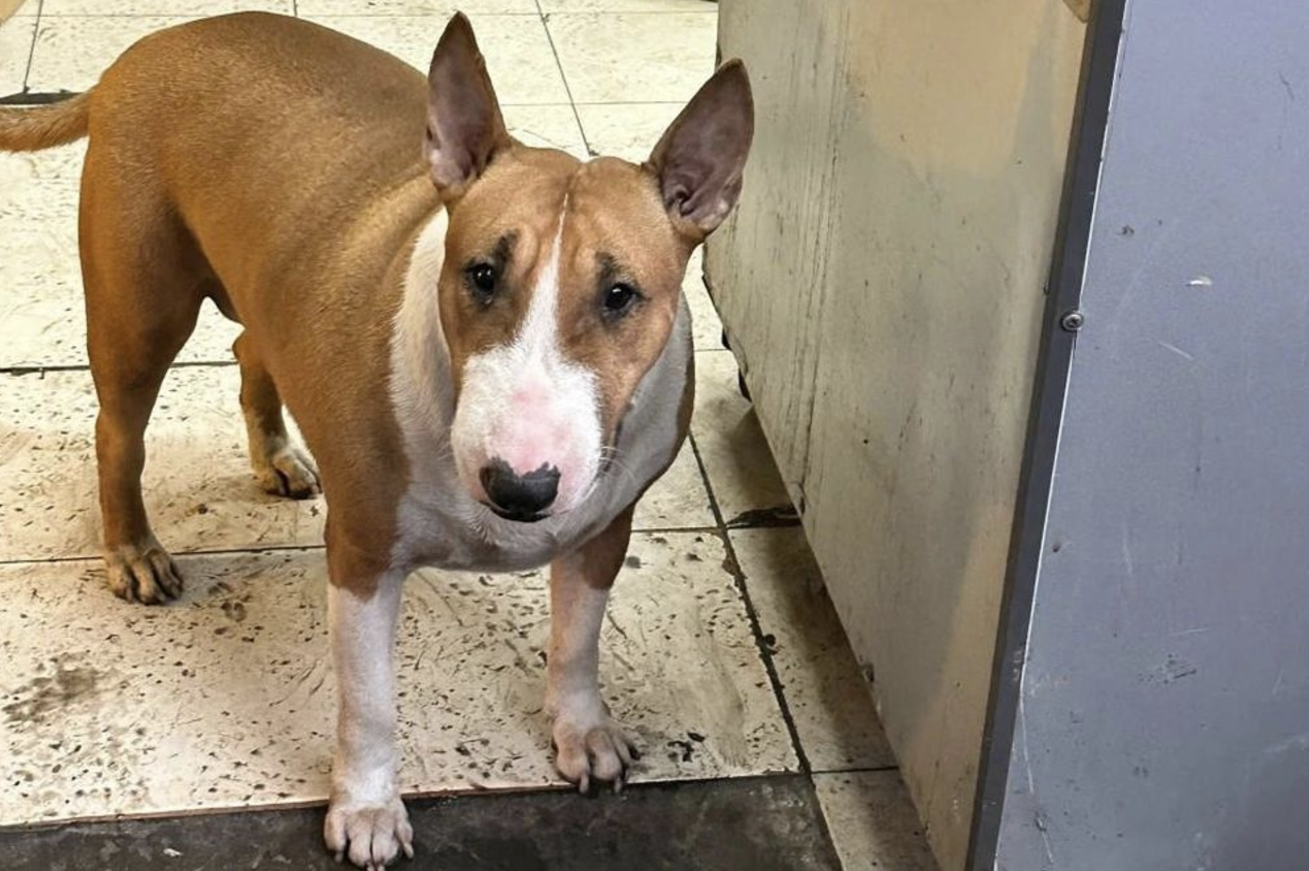 Chú chó Tam bất ngờ nổi tiếng vì có ngoại hình giống 