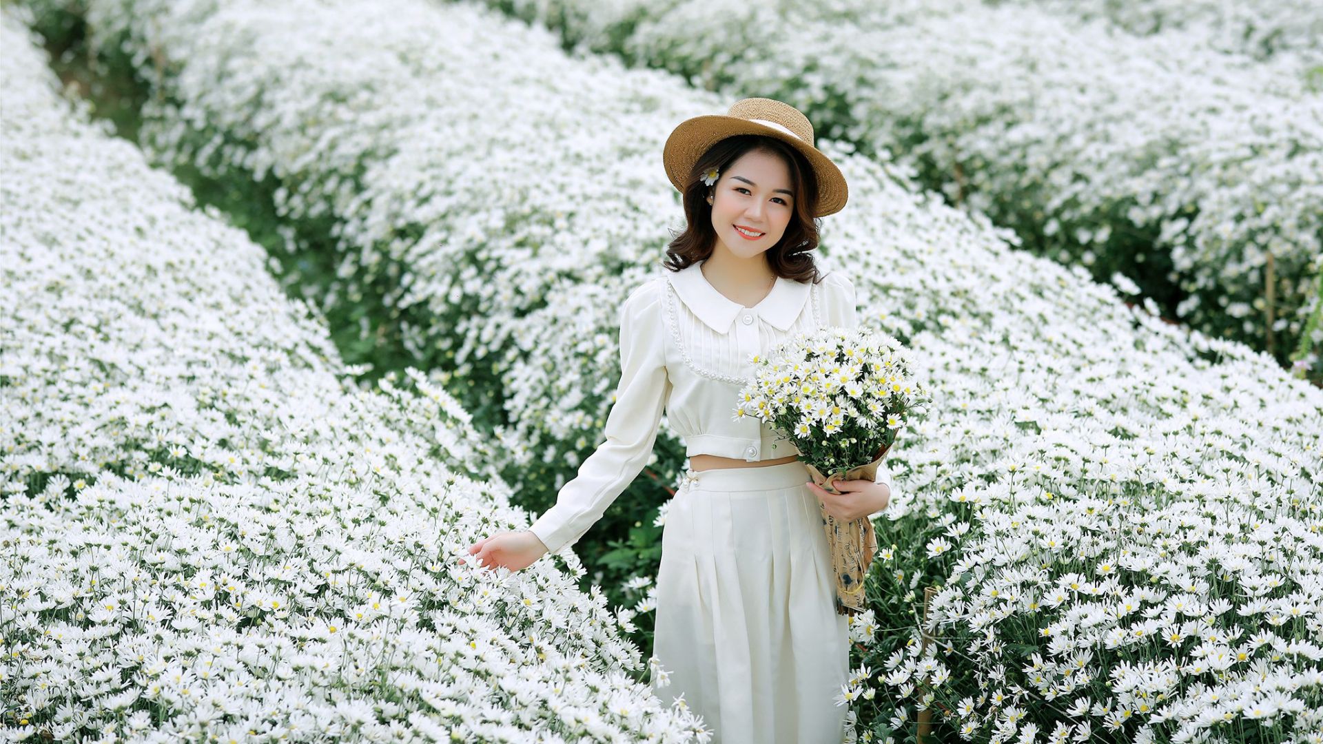 Cúc họa mi vào vụ, bãi đá sông Hồng hút khách săn sắc trắng đầu đông