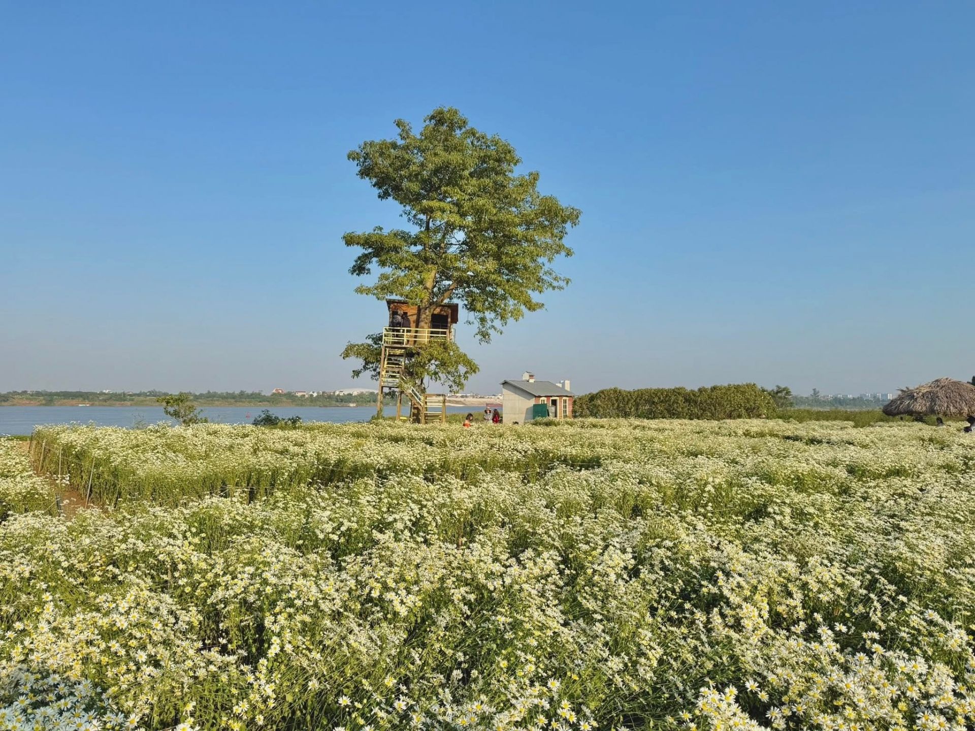 Vườn cúc họa mi nở rộ ở bãi đá sông Hồng.