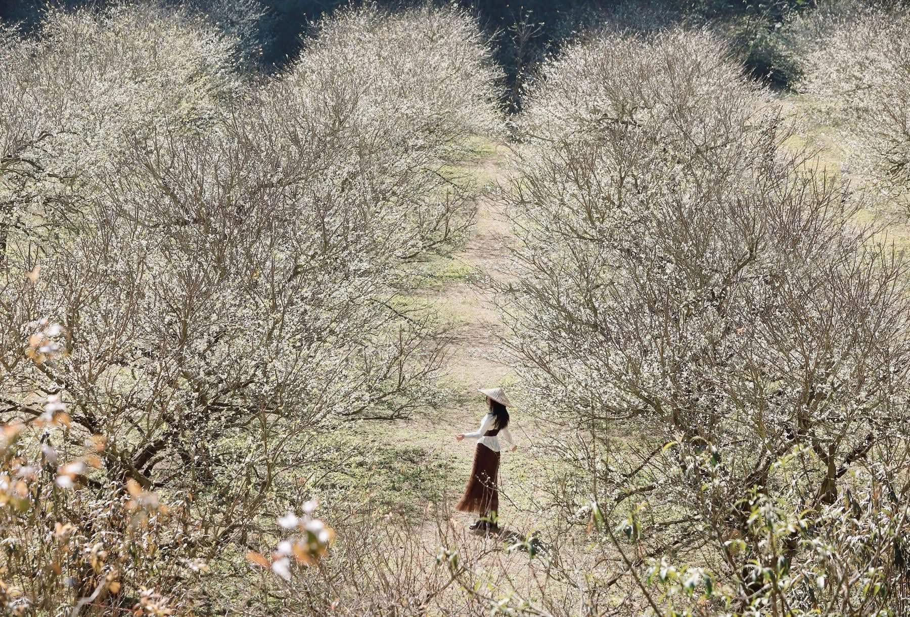 Hoa mận mở trắng 1 vùng đẹp hút hồn.