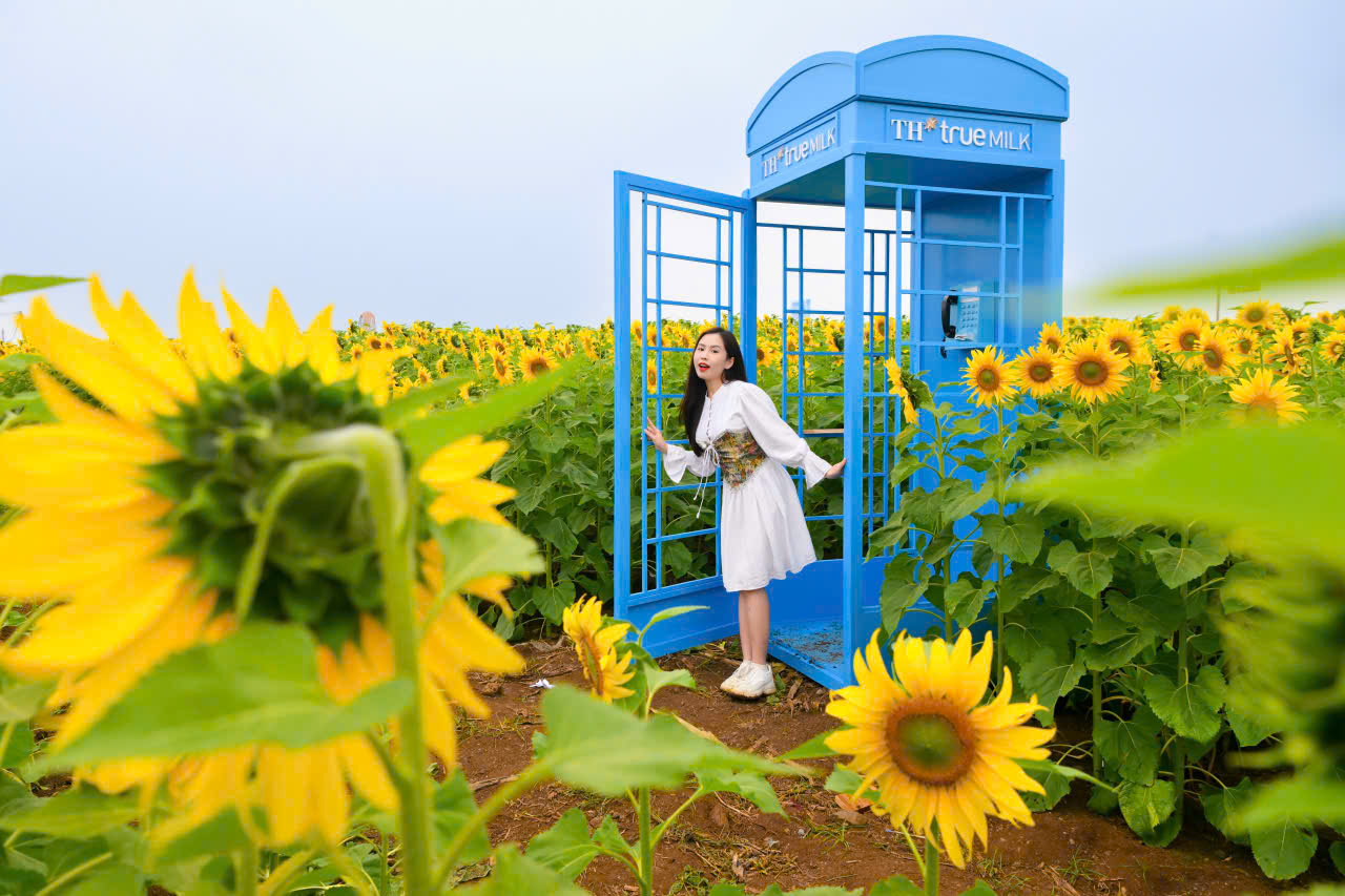 Hơn 10 điểm check-in duy&ecirc;n d&aacute;ng tr&ecirc;n c&aacute;nh đồng hoa sẽ gi&uacute;p kh&aacute;ch tham quan c&oacute; th&ecirc;m những bức ảnh đẹp nhất.