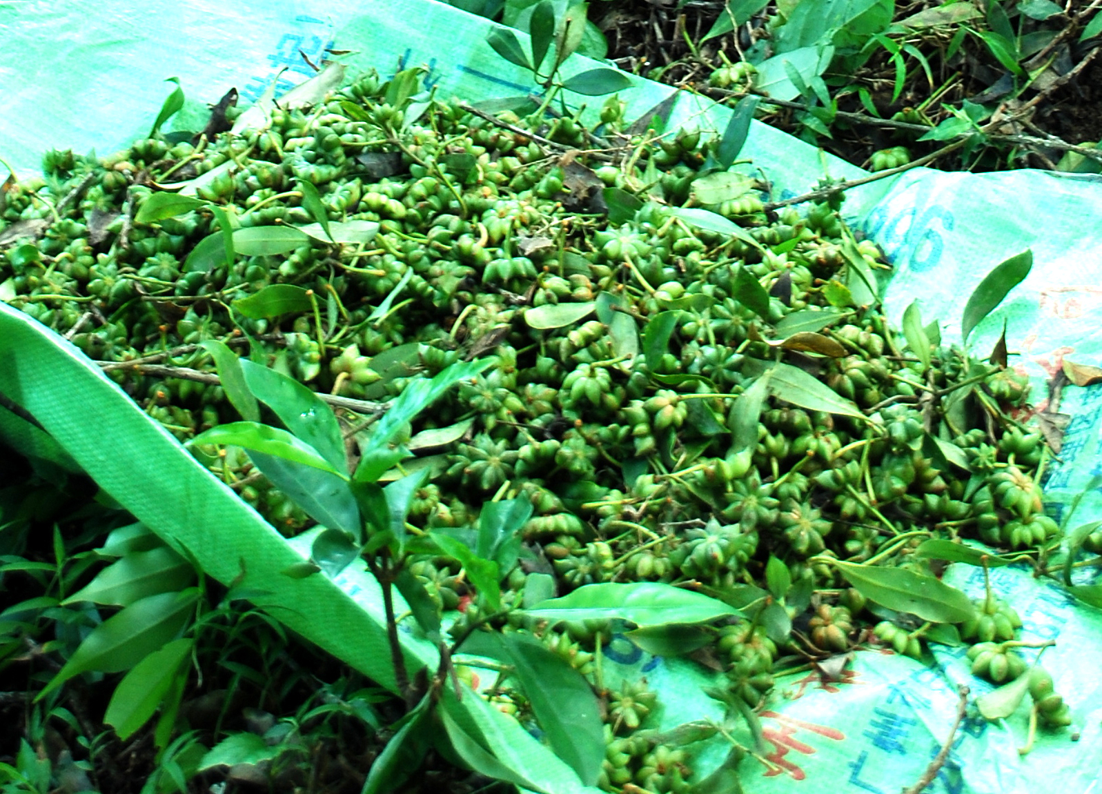 Quả hồi c&oacute; c&aacute;nh giống như b&ocirc;ng hoa, v&igrave; thế nhiều người thường gọi l&agrave; hoa hồi.