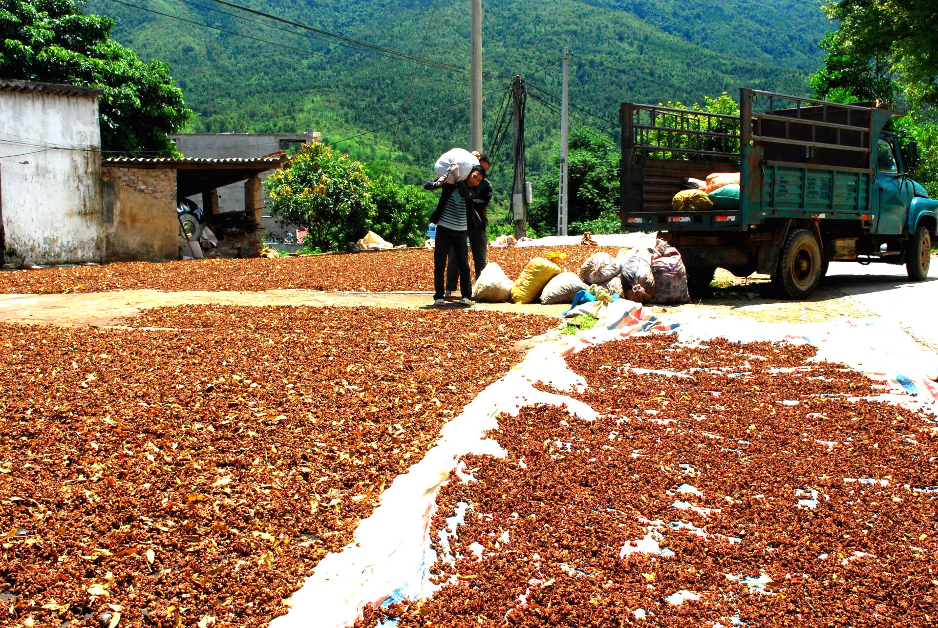Quả hồi sau khi phơi kh&ocirc;, được đ&oacute;ng bao, thương l&aacute;i đến thu mua tận nơi.