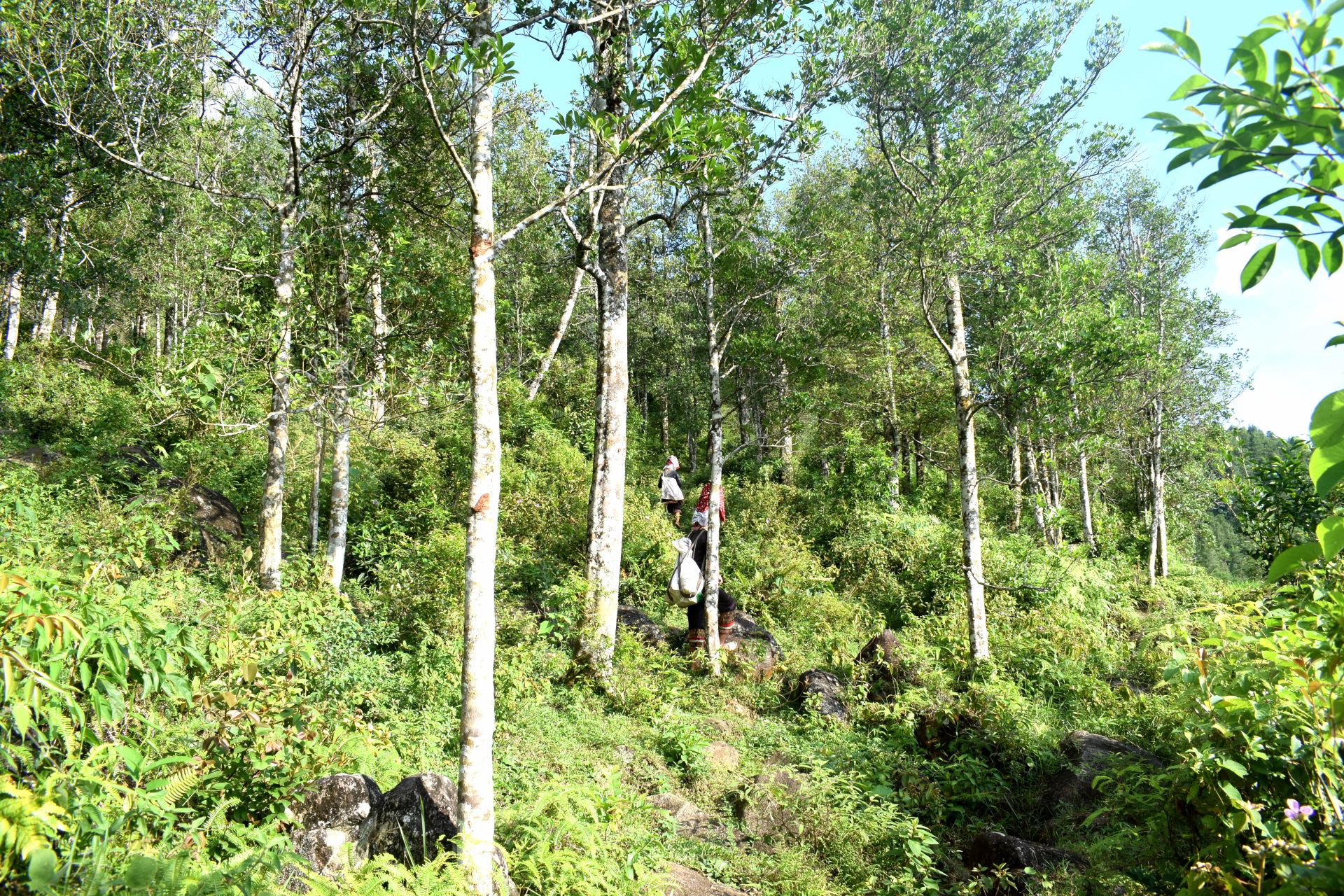 Hồi l&agrave; c&acirc;y th&acirc;n gỗ, việc trồng hồi kh&ocirc;ng chỉ gi&uacute;p ph&aacute;t triển kinh tế m&agrave; c&ograve;n c&oacute; t&aacute;c động lớn đến bảo vệ m&ocirc;i trường.