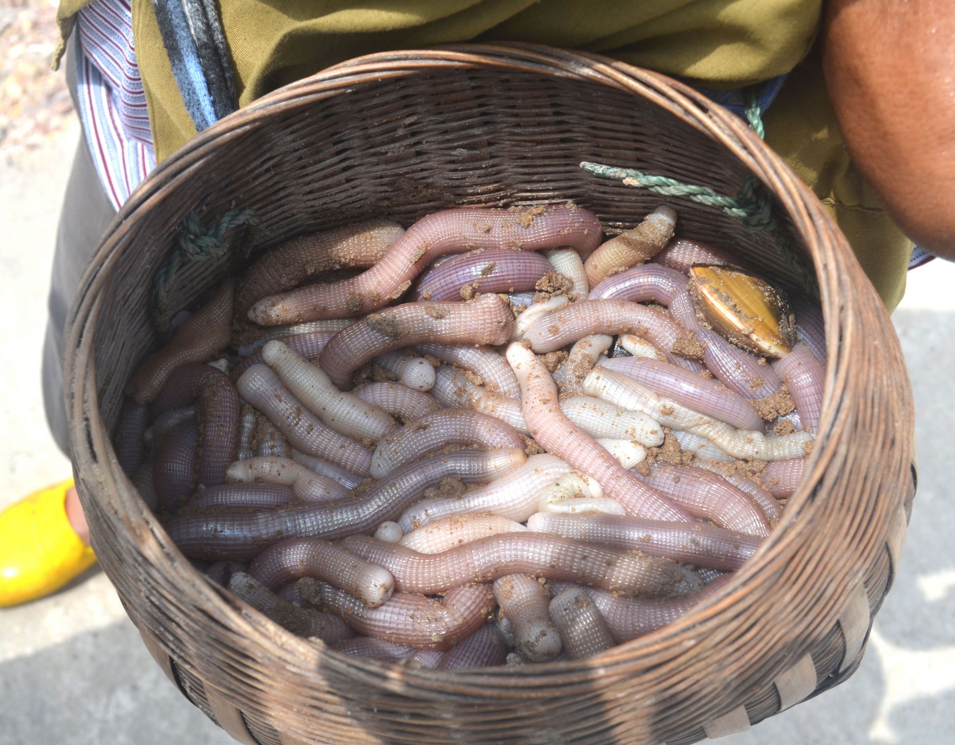 S&aacute; s&ugrave;ng ở Minh Ch&acirc;u v&agrave; Quan Lạn l&agrave; sản vật rất nổi tiếng.