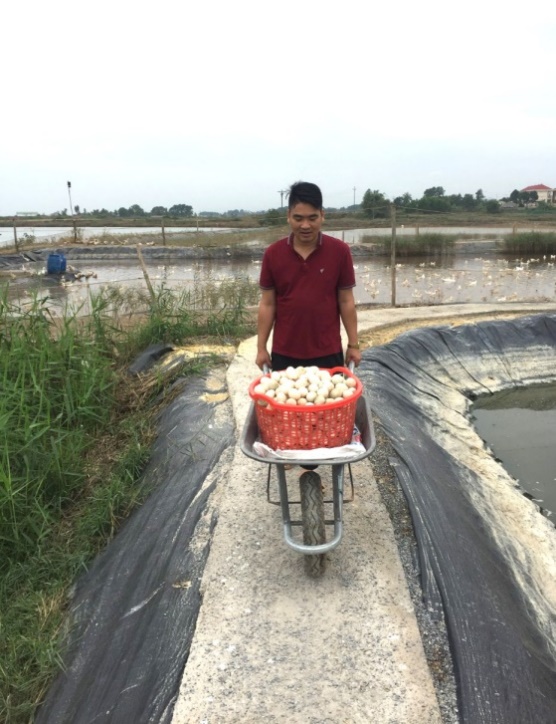 Ch&uacute; Vũ Anh Tuấn - Gi&aacute;m đốc HTX Chăn nu&ocirc;i v&agrave; dịch vụ Đồng Tiến đang thu hoạch trứng vịt biển.