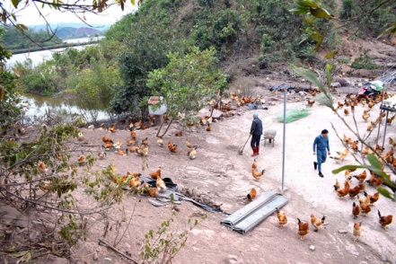 Khu vực nu&ocirc;i g&agrave; của ch&uacute; L&yacute; Việt Ph&uacute;c (x&atilde; Hải Lạng) l&agrave; quả đồi nằm gi&aacute;p b&atilde;i biển.