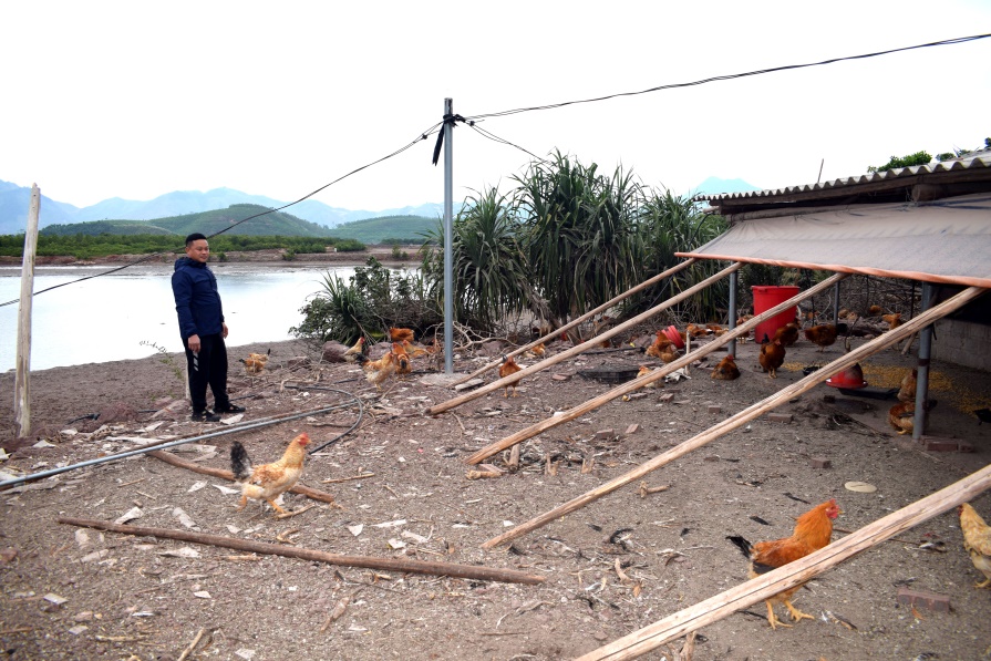 Chuồng nu&ocirc;i g&agrave; của ch&uacute; Ph&uacute;c thiết kế mở để g&agrave; thoải m&aacute;i vận động.