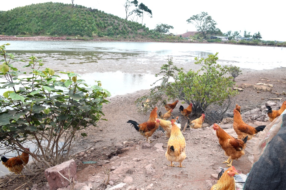 Khi nước thủy triều d&acirc;ng cao, đ&agrave;n g&agrave; v&agrave;o chuồng hoặc l&ecirc;n đồi kiếm ăn.