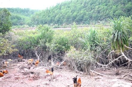 Dưới những t&aacute;n c&acirc;y ngập mặn, c&oacute; rất nhiều thức ăn tự nhi&ecirc;n cho g&agrave;.